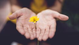 Person holding yellow flower in cupped hands