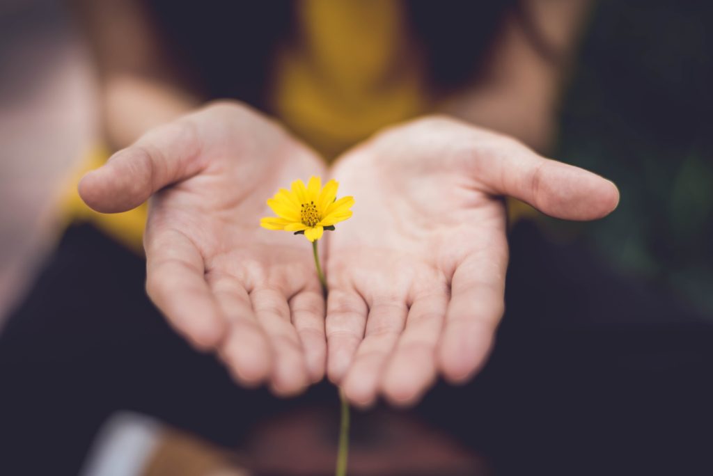 Person holding yellow flower in cupped hands
