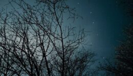bare trees under night sky
